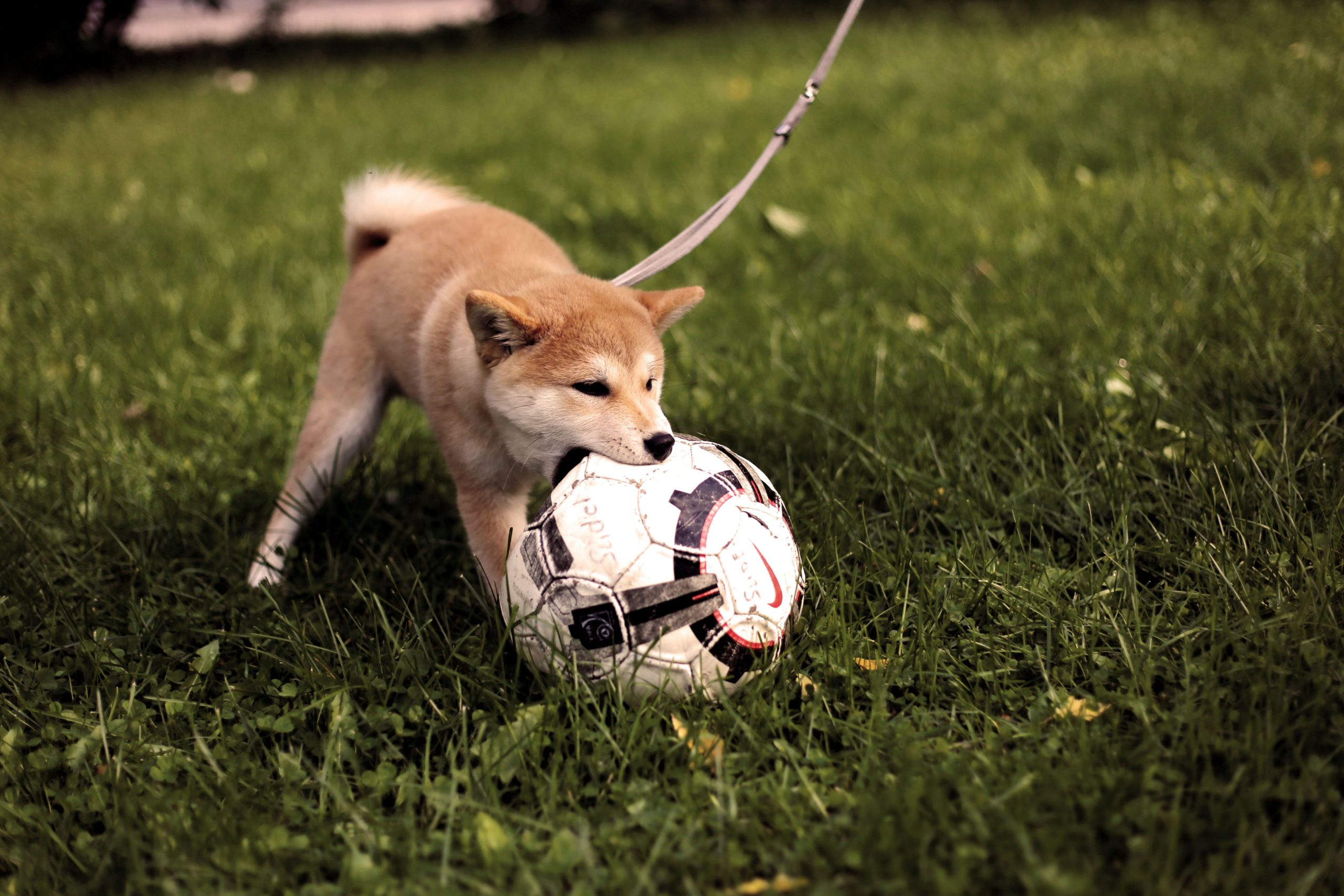Best Pet Friendly Villas Near Mumbai And Pune