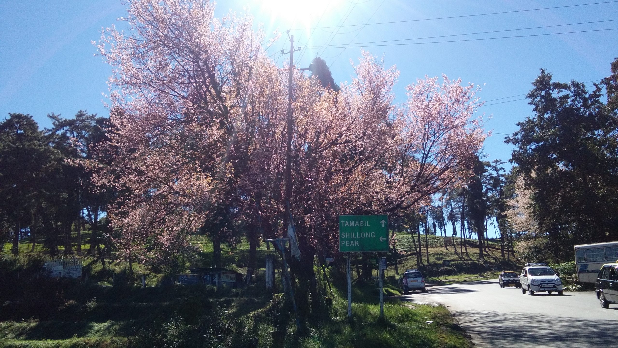 All You Need To Know About The Cherry Blossom Festival In Shillong
