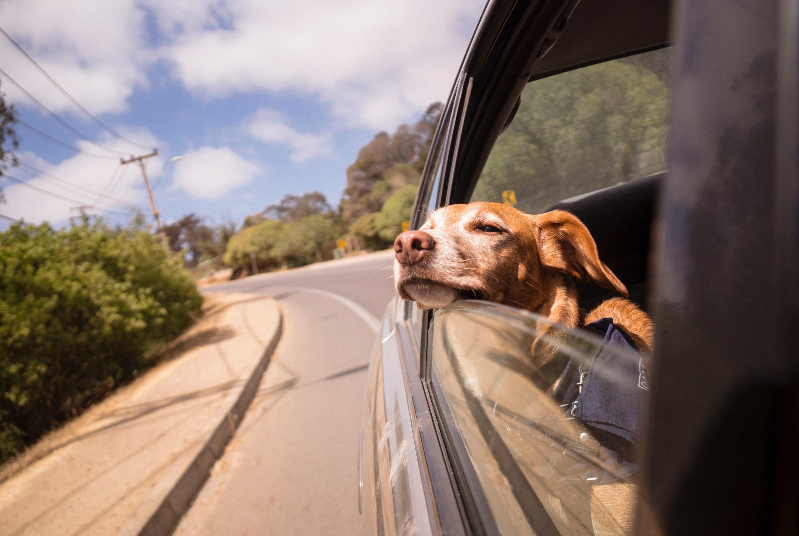 Things To Keep In Mind When Travelling With Dogs