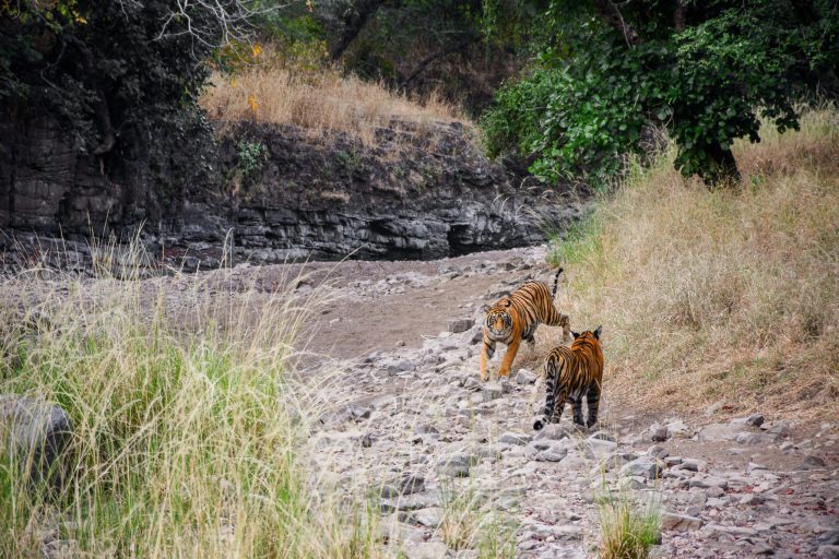 9 Largest National Parks in India: How to Get There & Trip Recommendations