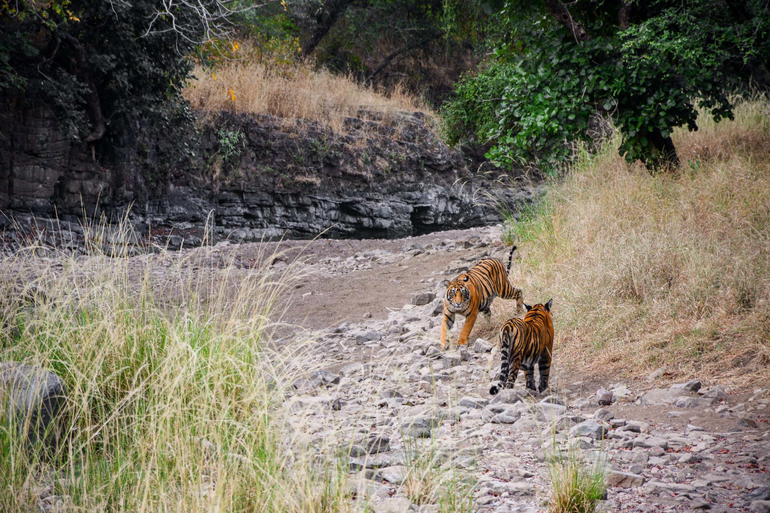 9 Largest National Parks in India: How to Get There & Trip Recommendations
