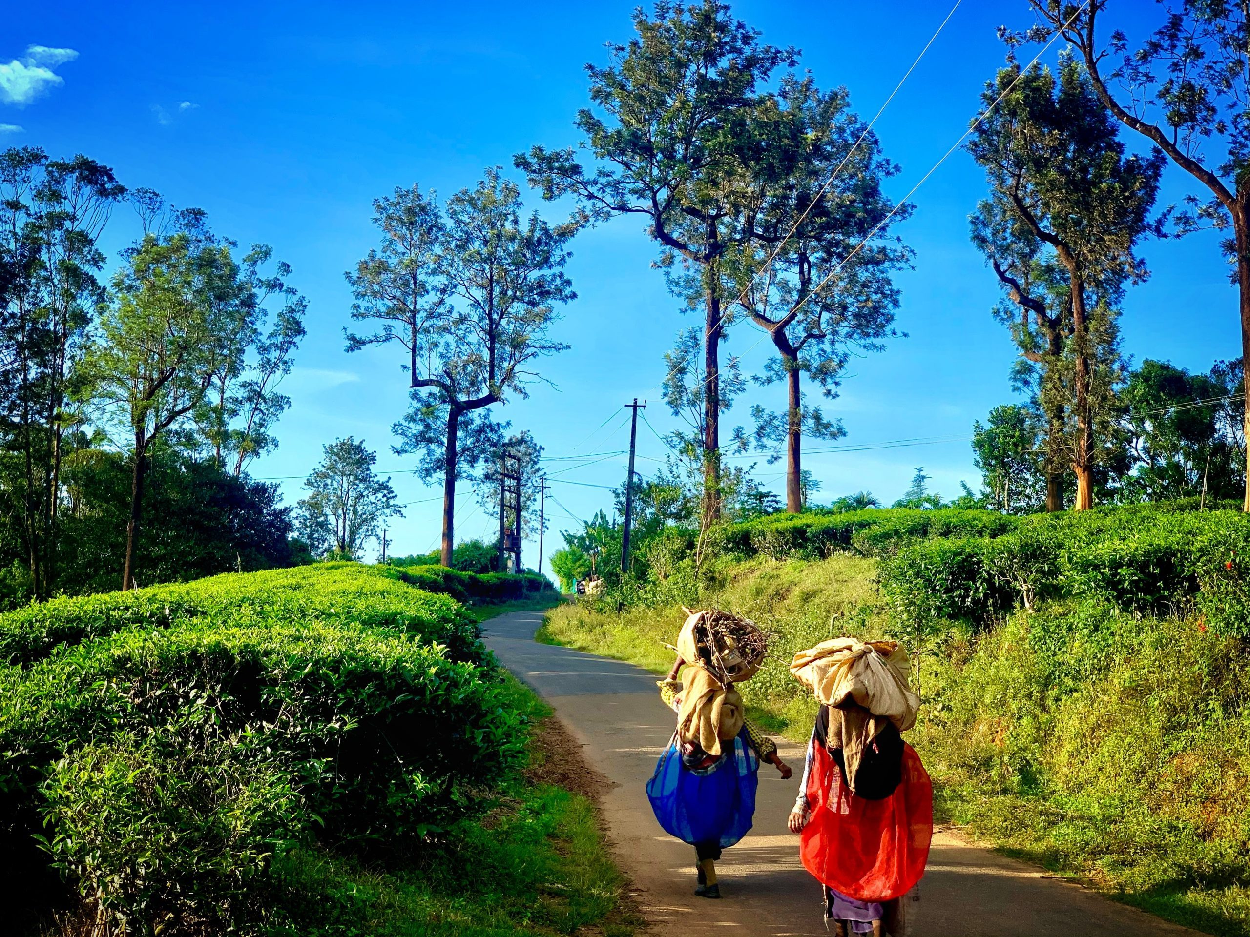 A Complete Guide To Places To Visit Near Bangalore In Summer