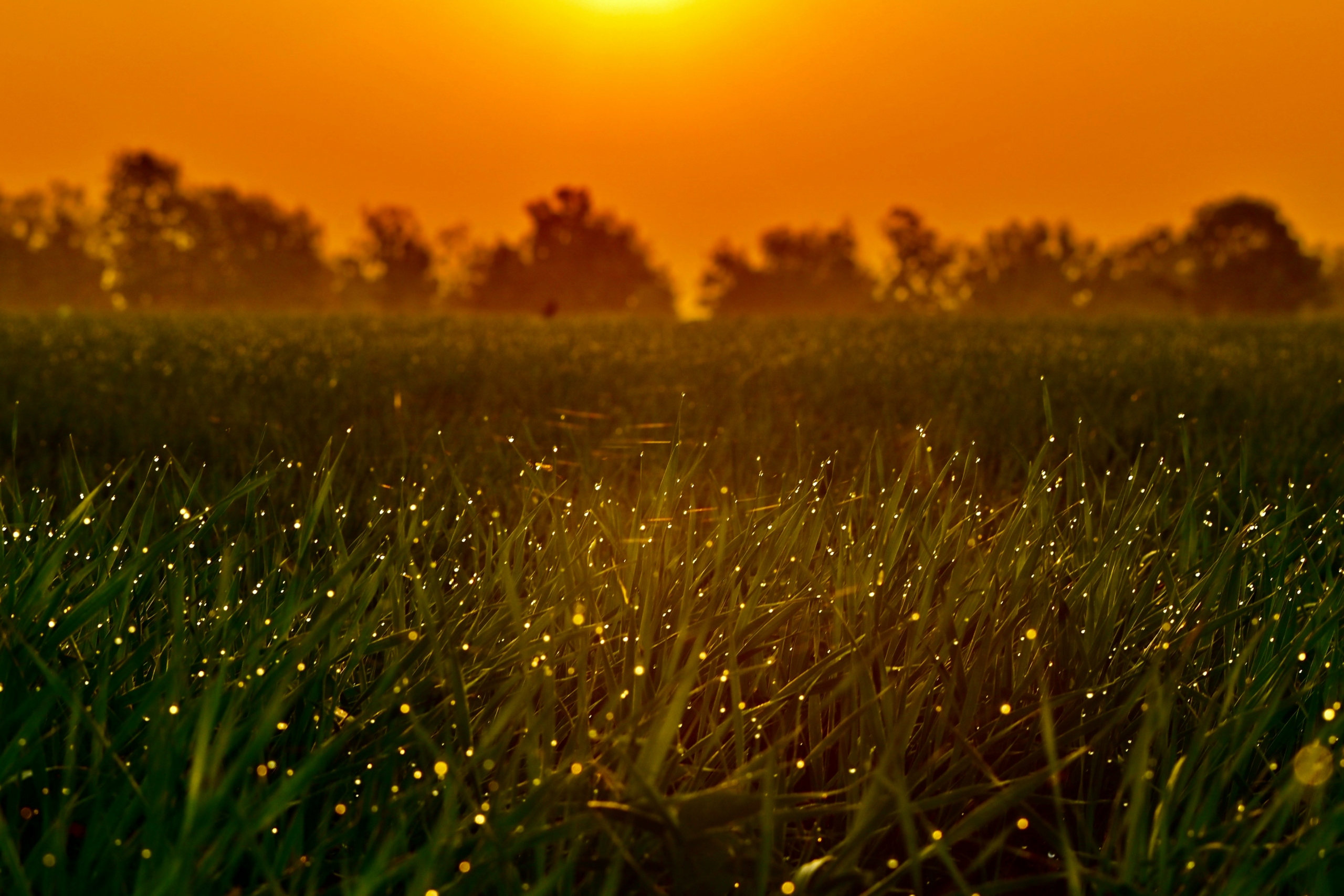 Fireflies Festival in Maharashtra: A Guide for Families and Trekkers