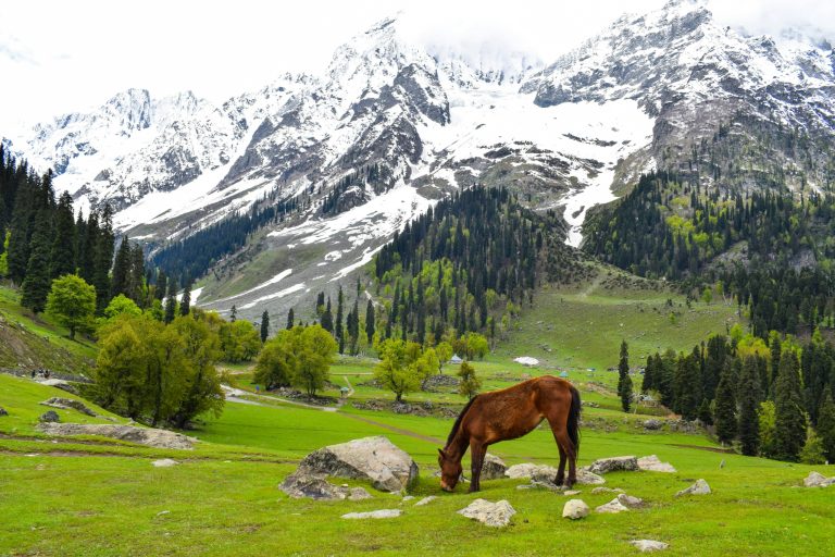 Travelling to Kashmir in May and June: A Complete Guide