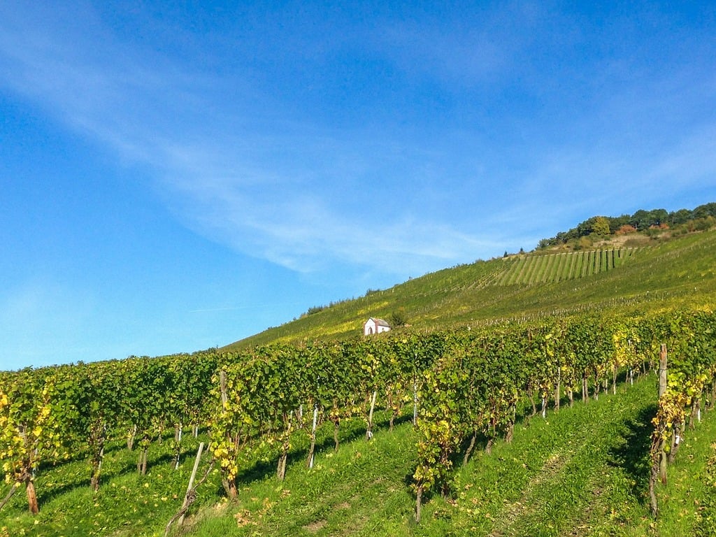 5 Best Wineries and Vineyards in Nashik For a High-Spirited Experience