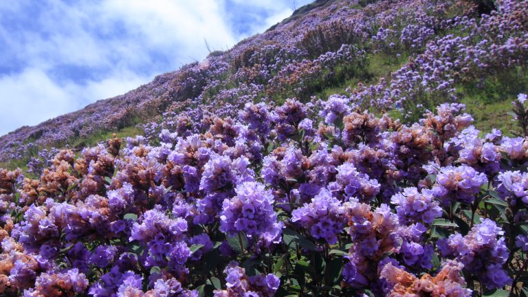 Things To Do In Munnar