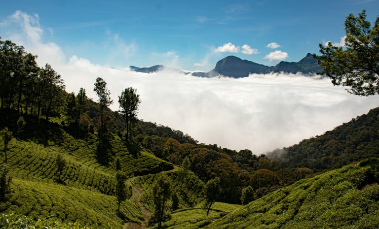 A Guide to Darjeeling Tea Plantations & Homestays