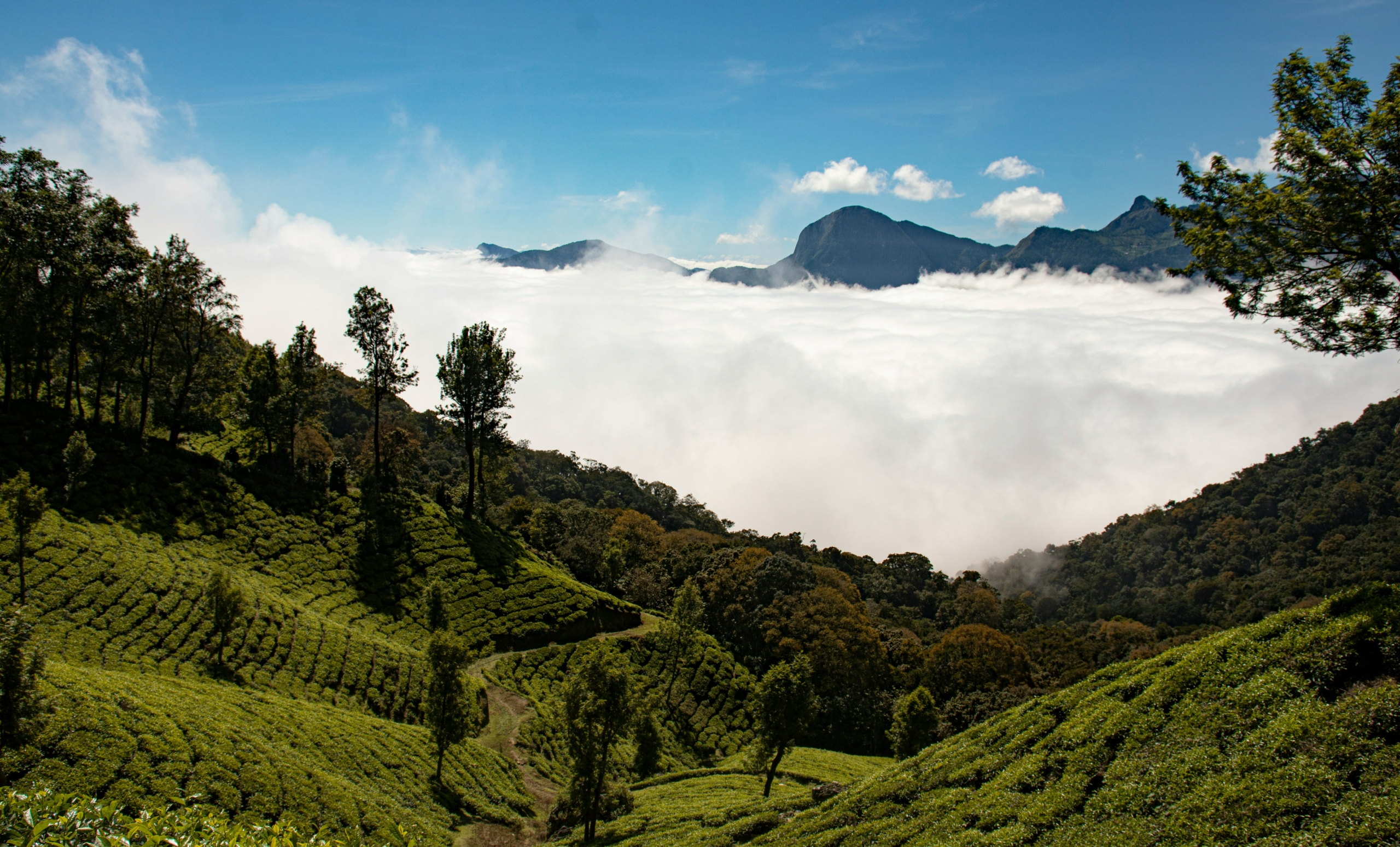 A Guide to Darjeeling Tea Plantations & Homestays