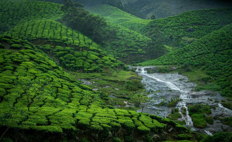 16 Best Things to Do in Munnar in Monsoon 2026