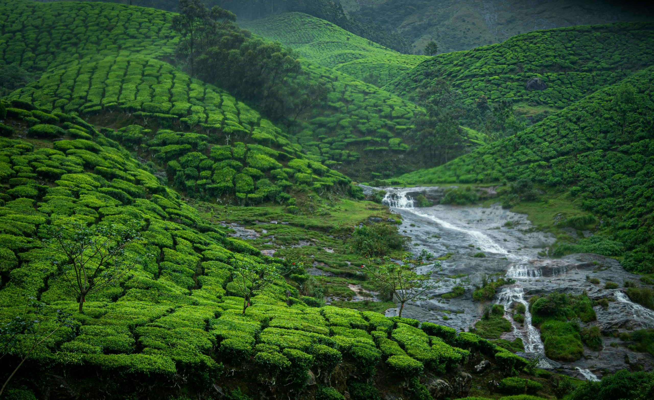 16 Best Things to Do in Munnar in Monsoon 2026