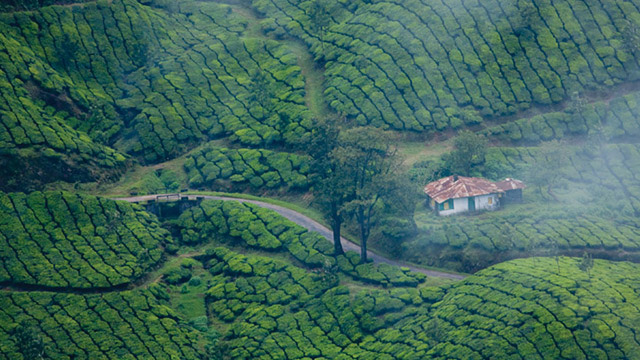 Best Time To Visit Munnar | Munnar Weather & Travel Seasons