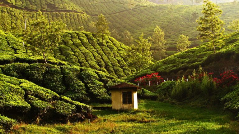 From Romance to Adventure: Things to Do in Munnar Beyond Honeymoon