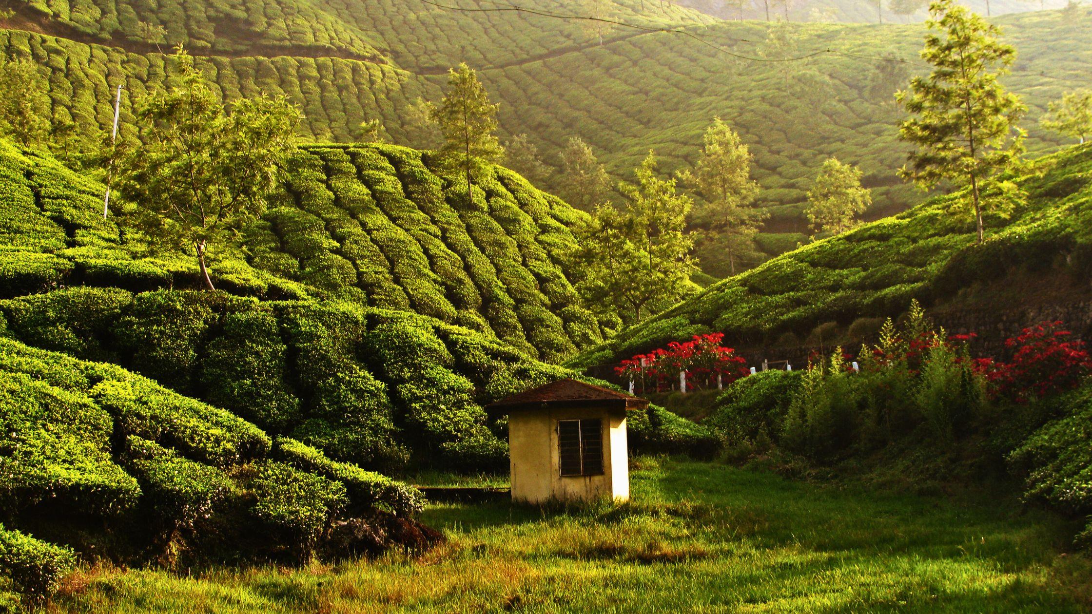 From Romance to Adventure: Things to Do in Munnar Beyond Honeymoon