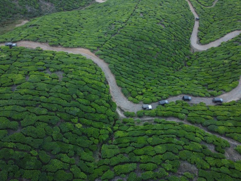 Tea Estates in Coonoor: Guide To Stays In Ooty & Coonoor 2024 