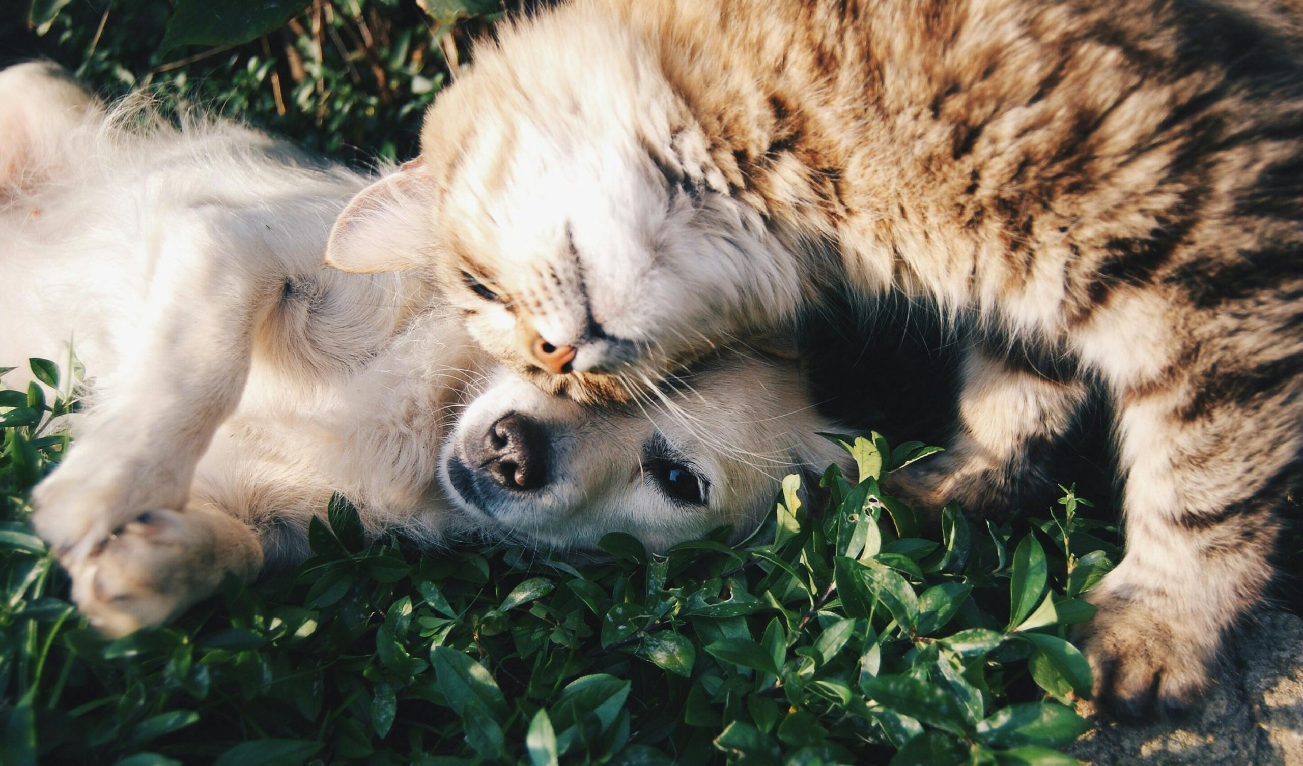 Stress-Free Villa Stays: A Pet Owner’s Guide