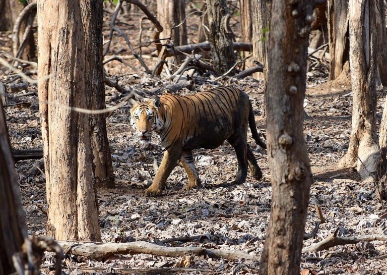 Things To Do In Pench