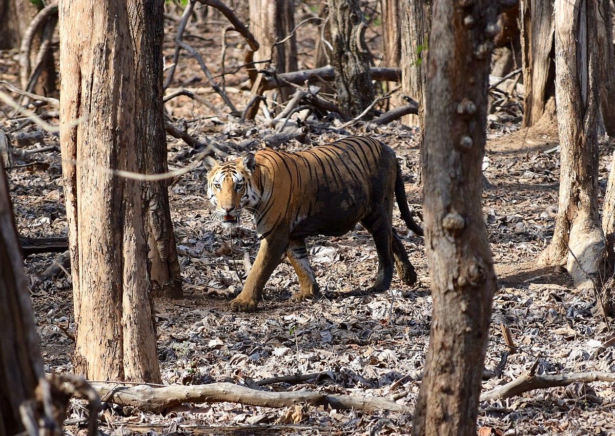 Things To Do In Pench