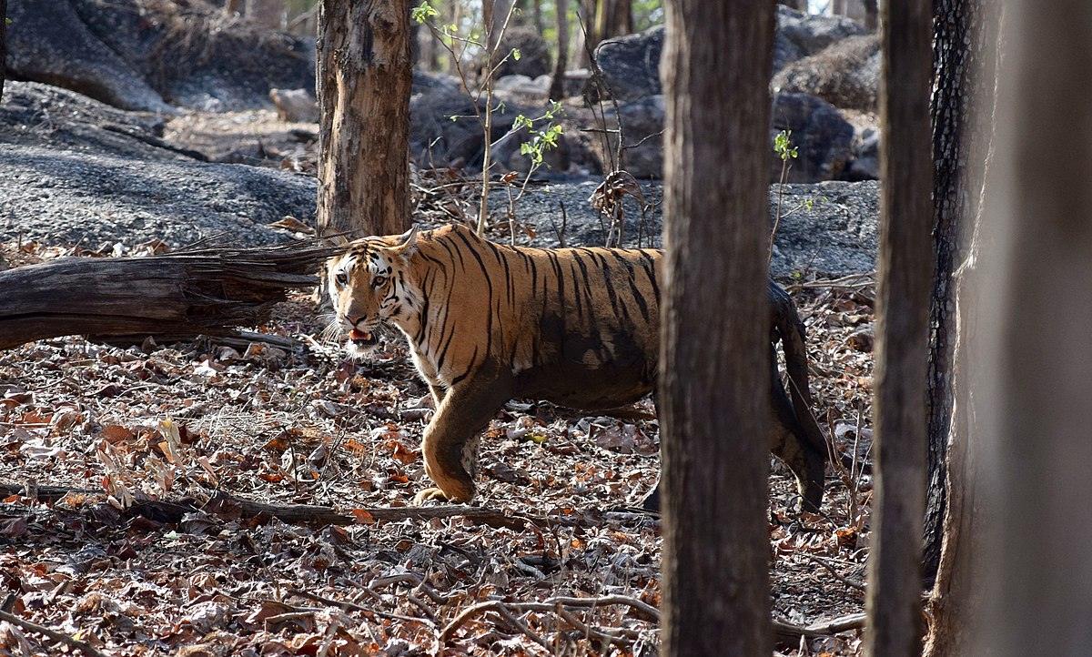 How To Reach Pench