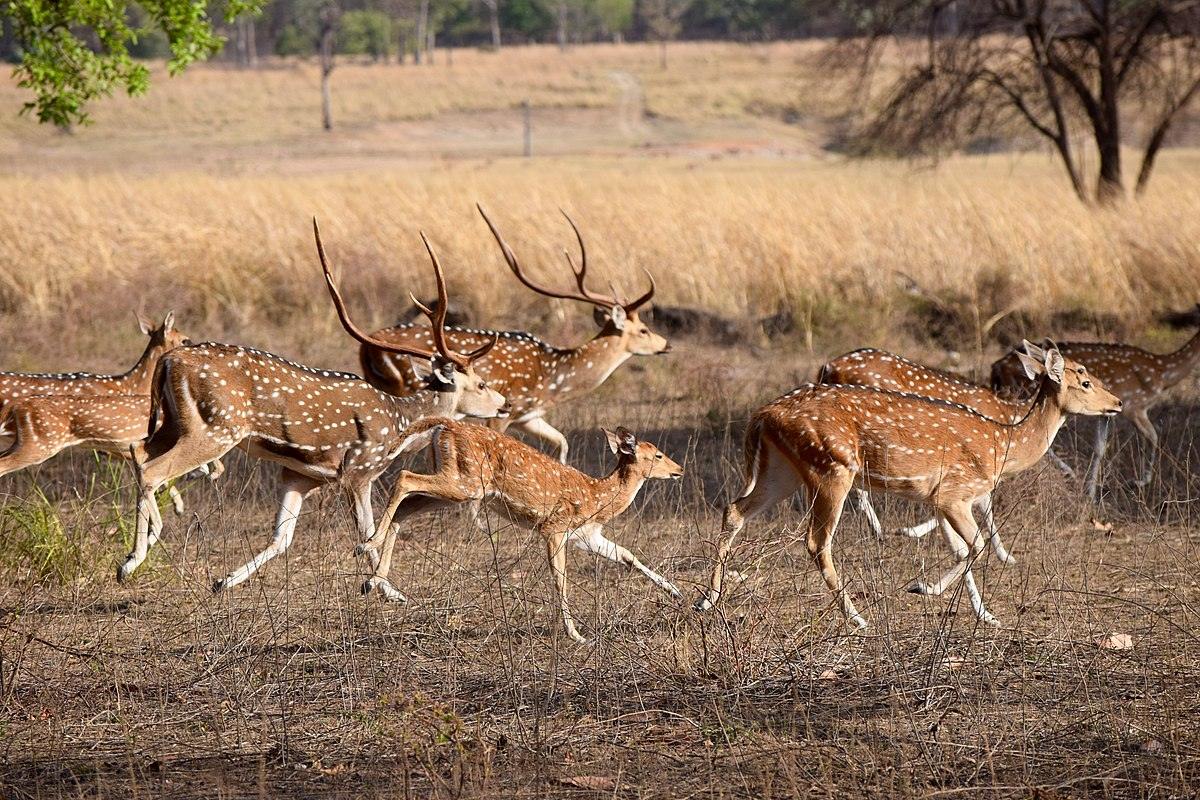 Best Time To Visit Pench