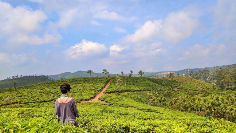 Kerala’s Tea Treasure: A Guide to Tea Plantations and Hiking in Munnar