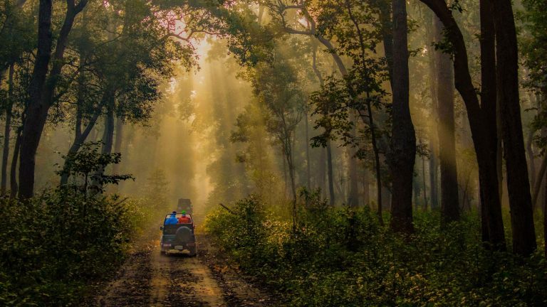 Trip to Jim Corbett in November and December: A Complete Guide to Safari, Stay, and More!