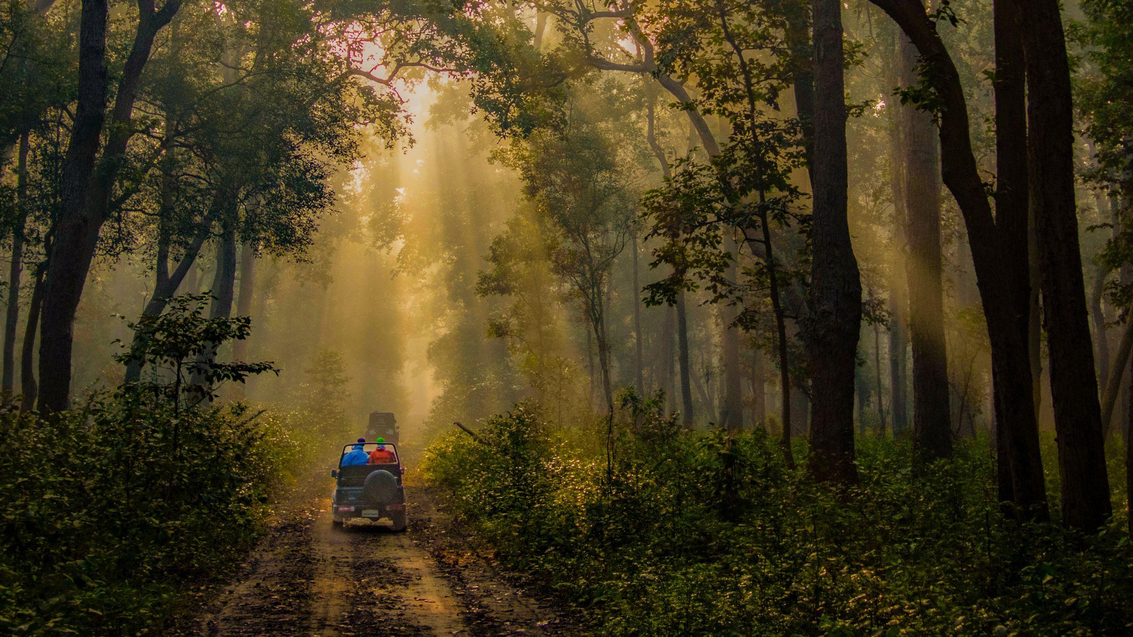 Trip to Jim Corbett in November and December: A Complete Guide to Safari, Stay, and More!