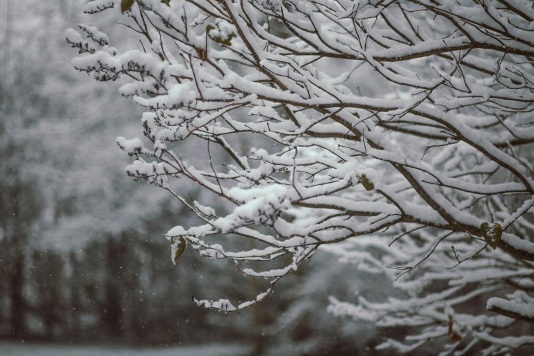 Catch Snowfall in Gulmarg | Which Gulmarg Season To Visit For Snow