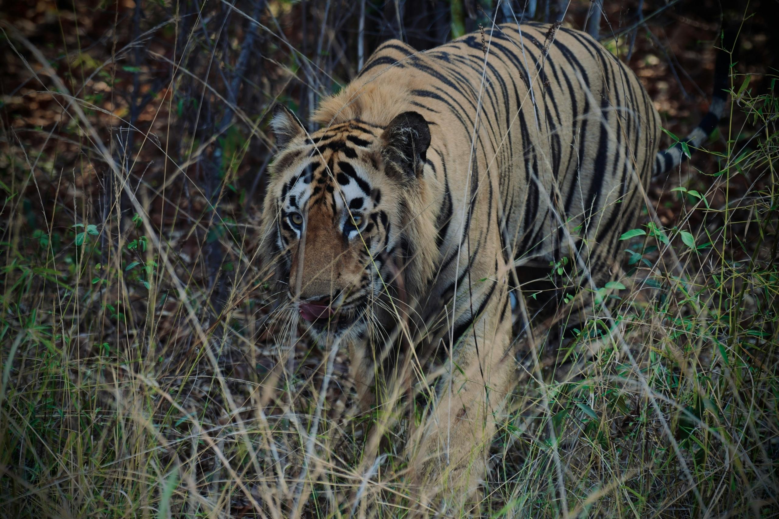 A Guide to Tadoba National Park in Maharashtra During November & December