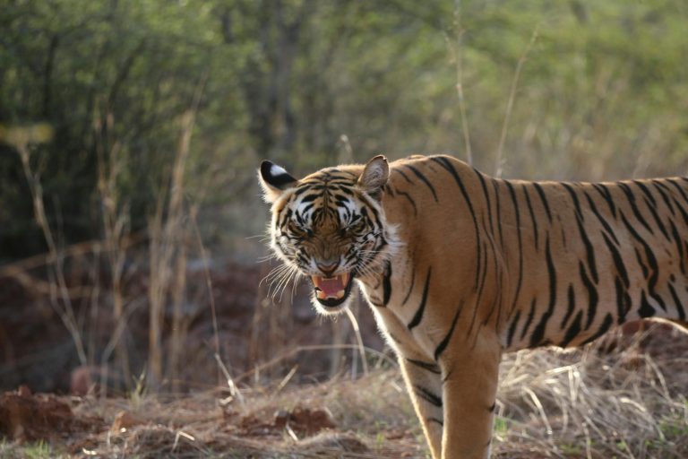 Trip to Ranthambore in November & December: Complete Guide