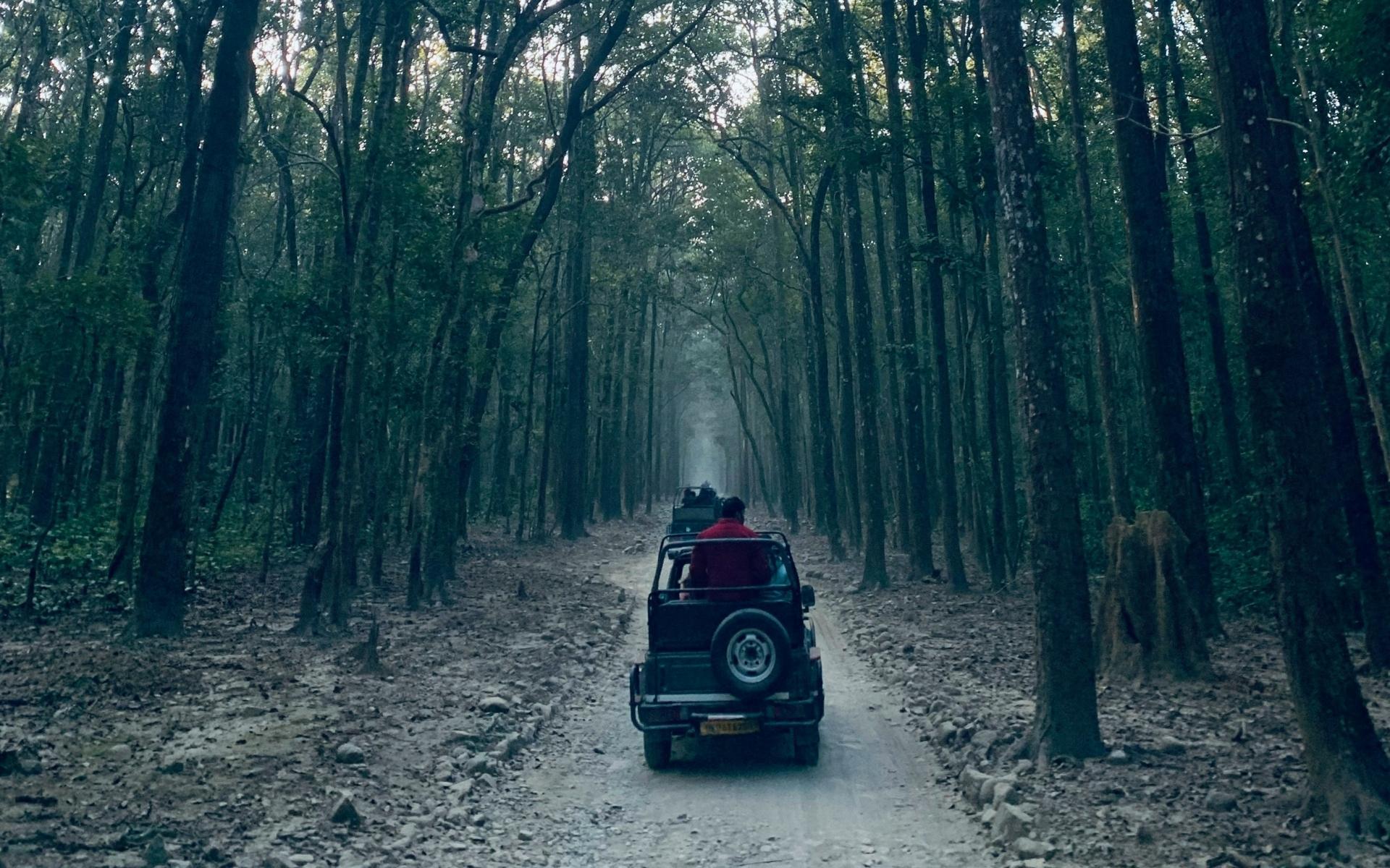Luxury in the Wild: StayVista Stays Near India’s Best Wildlife Sanctuaries