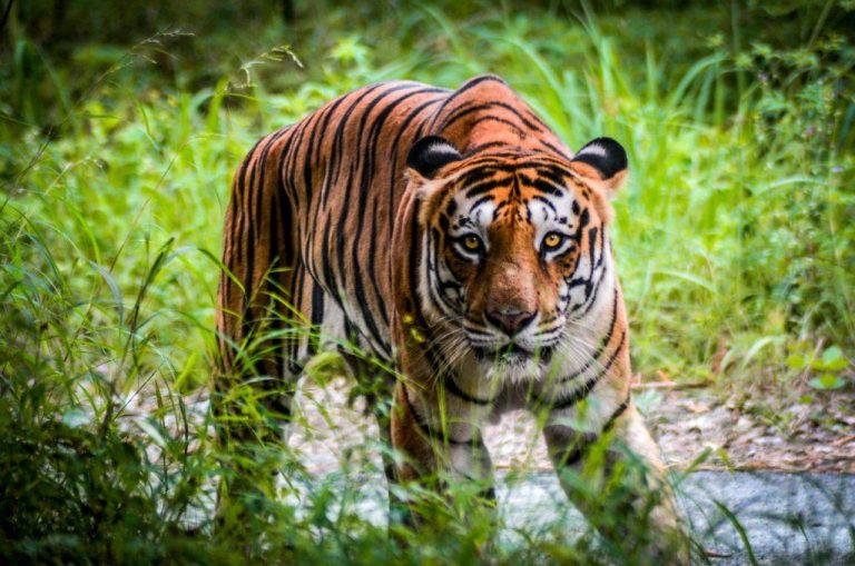 Safari Tour Ultimate Packing Guide: 5 Essential Tips for First-Timers