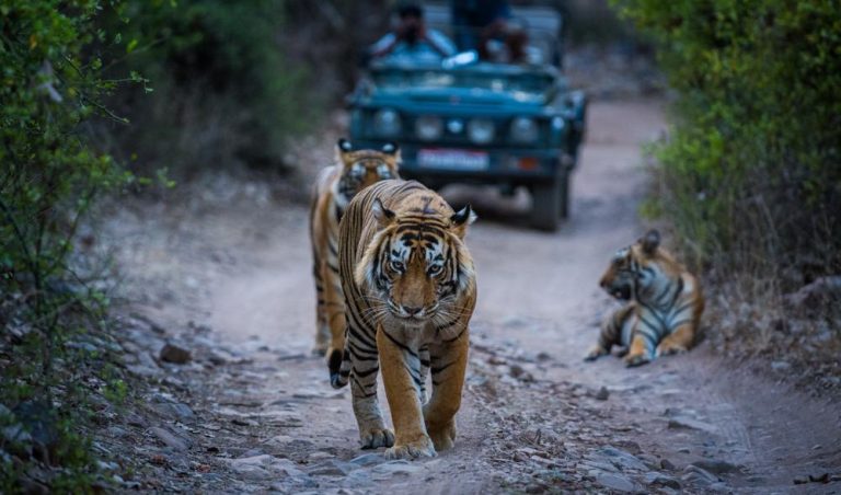 Tadoba Tiger Safari 2026: Best Time, Zones & Booking Guide