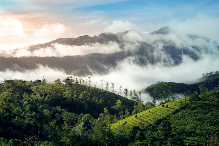 20 Best Places to Visit in India in July 2026 (Monsoon Guide)