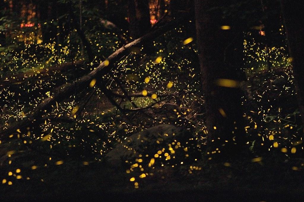 All You Need To Know About the Purushwadi Fireflies Festival 2025 In Bhandardara