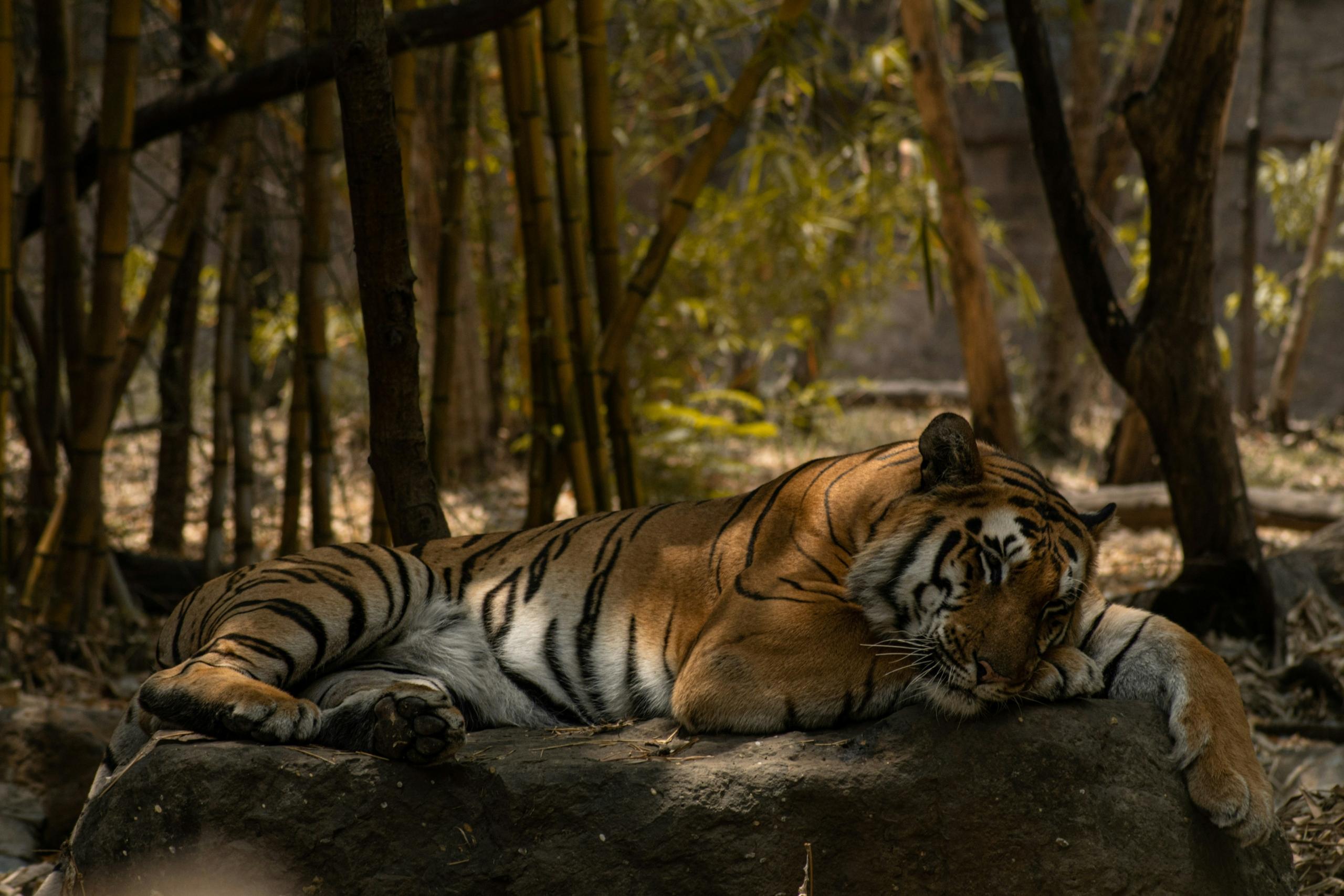 12 National Parks Open in Monsoon 2026 for Wildlife Safaris