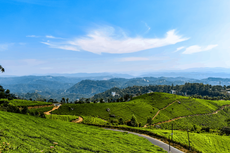 Tea Estates in South India: A Beginner’s Travel Guide