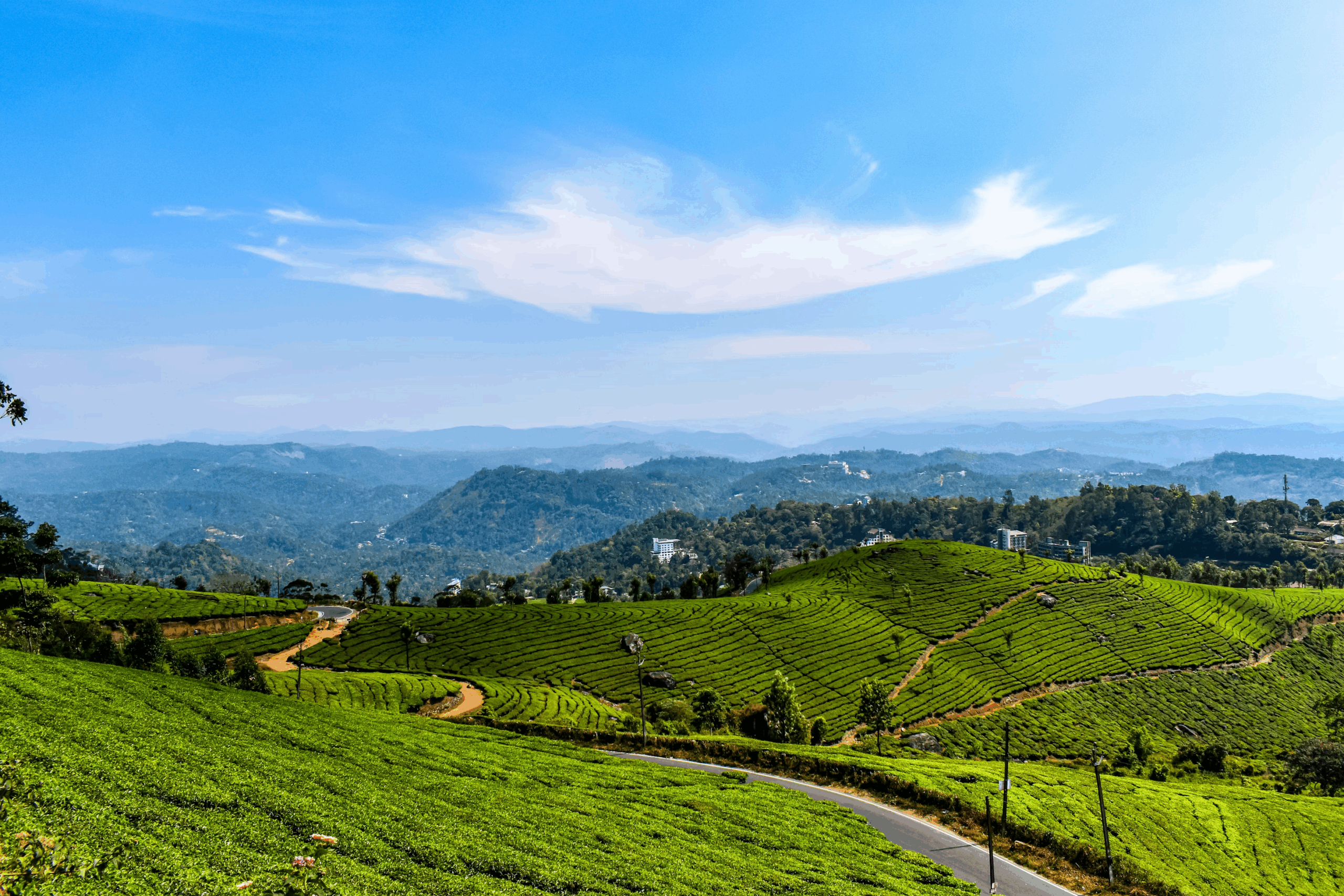 Tea Estates in South India: A Beginner’s Travel Guide