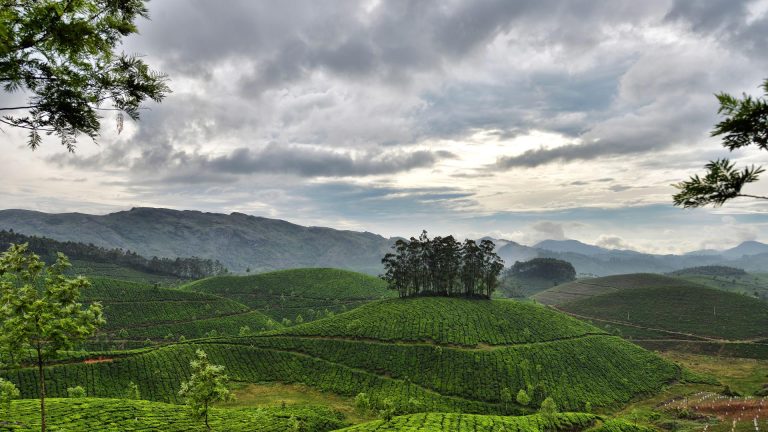 25 Best Places to Visit in Munnar in 2026 (Tea, Waterfalls, Viewpoints)