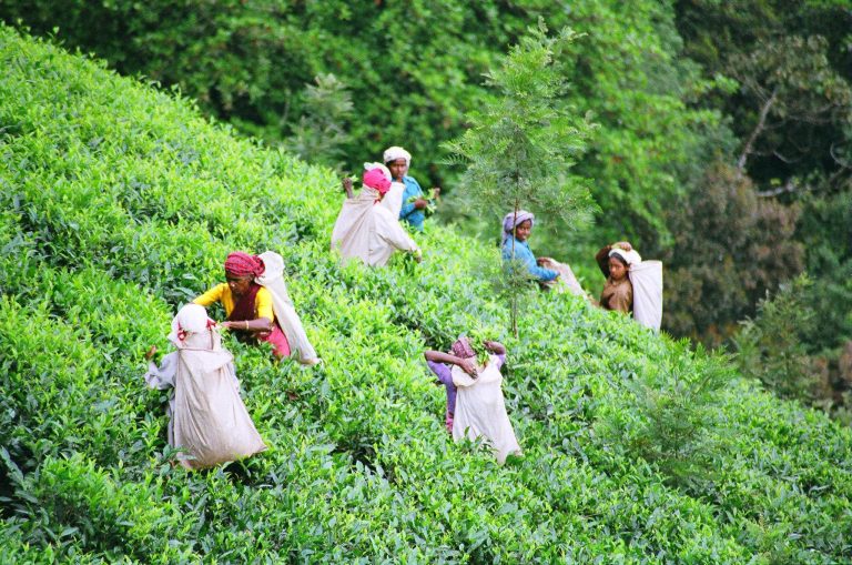 What’s the Best Time to Visit Wayanad? A Month-by-Month Weather Guide