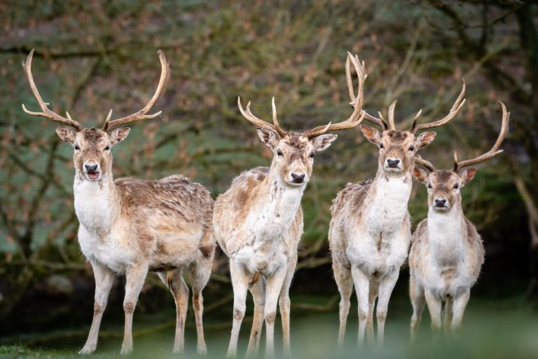 Noida’s First Deer Park: Things to Do Near Delhi with Kids