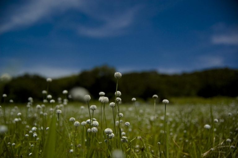 Pune to Kaas Plateau in 2026-Insider Tips for the Best Experience