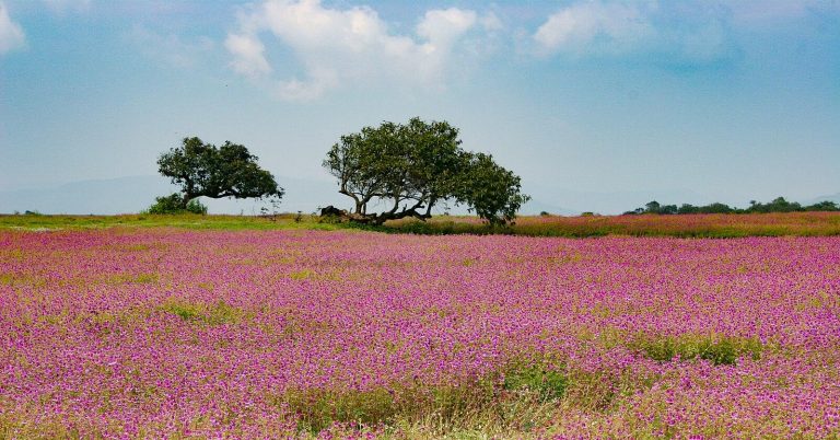 Visiting Kaas Plateau in 2026: A Complete Guide to Maharashtra’s Valley of Flowers