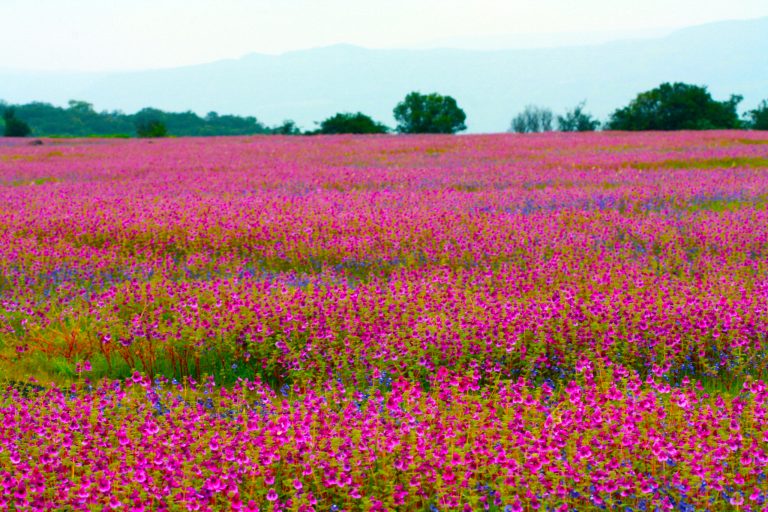 Satara in September & October 2026: Kaas Plateau, Forts & Things to Do