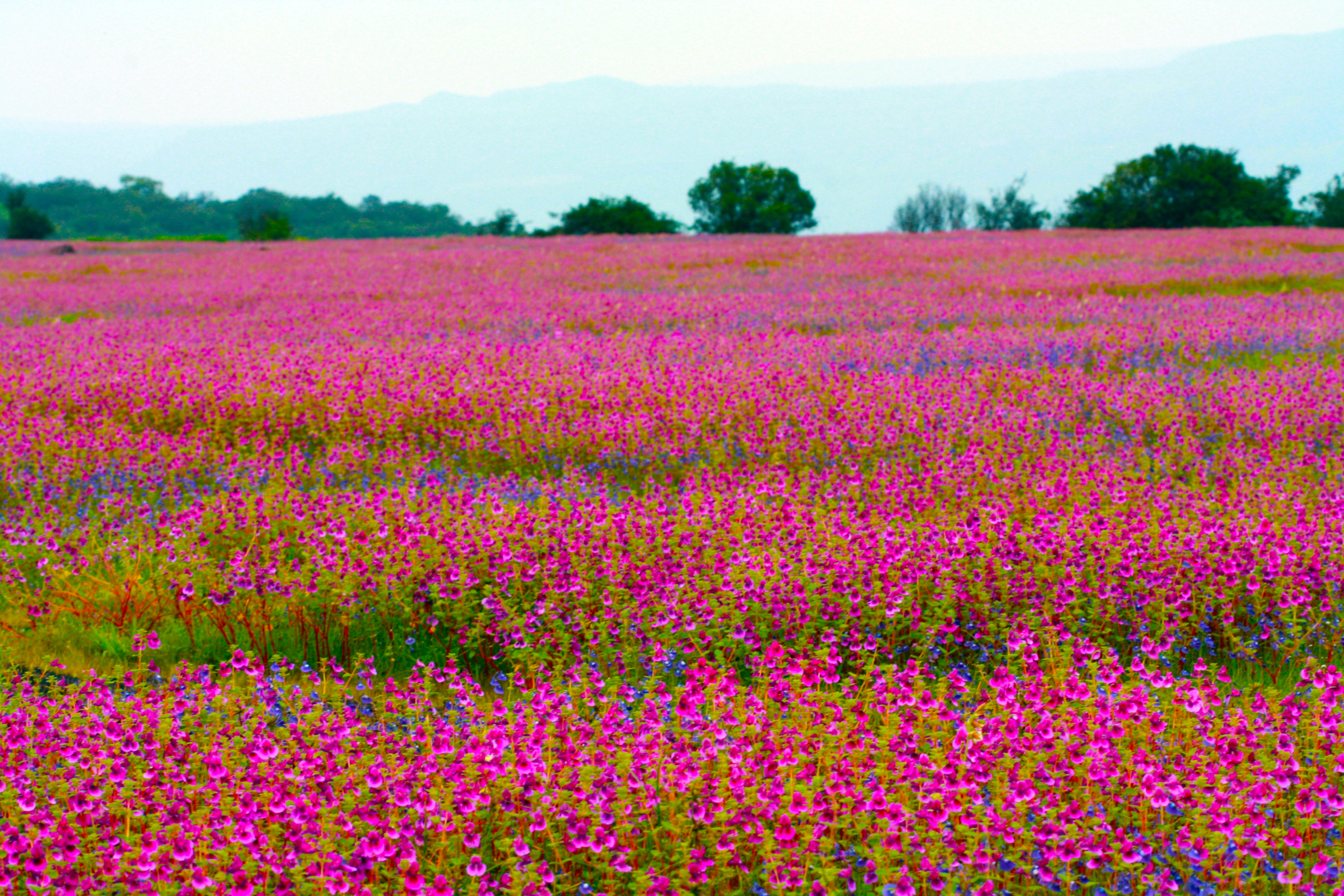 Satara in September & October 2026: Kaas Plateau, Forts & Things to Do