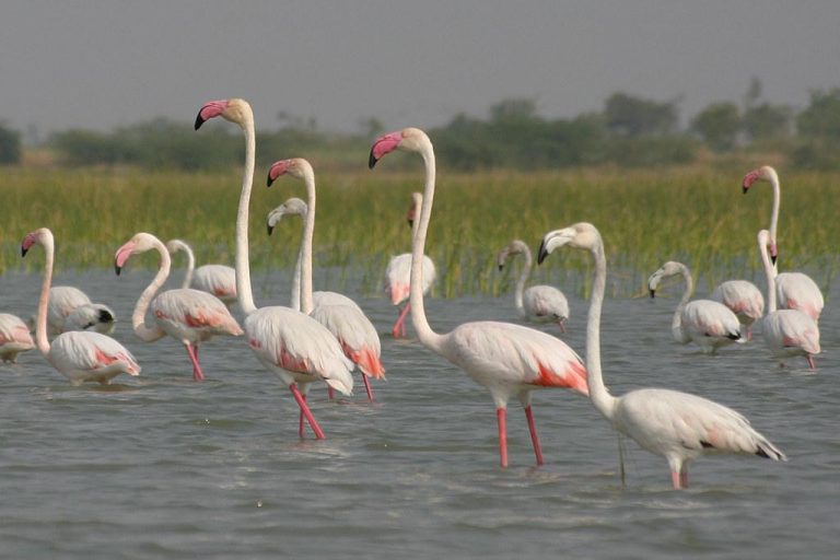 Bird Watching Paradise: Must-Visit Bird Sanctuaries in India in 2026