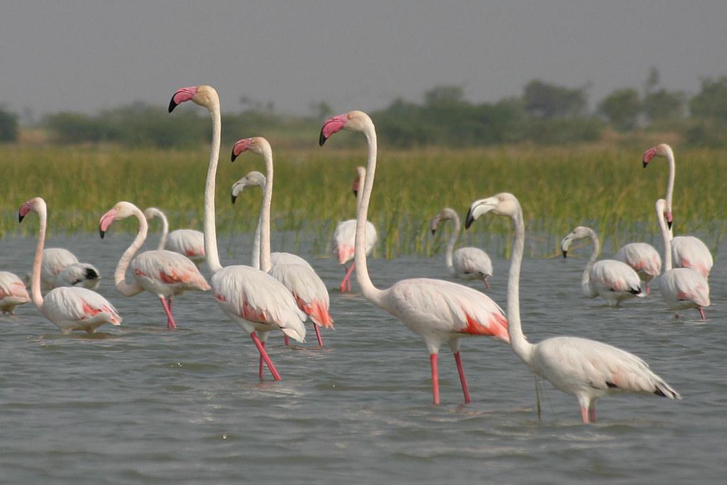 Bird Watching Paradise: Must-Visit Bird Sanctuaries in India in 2026