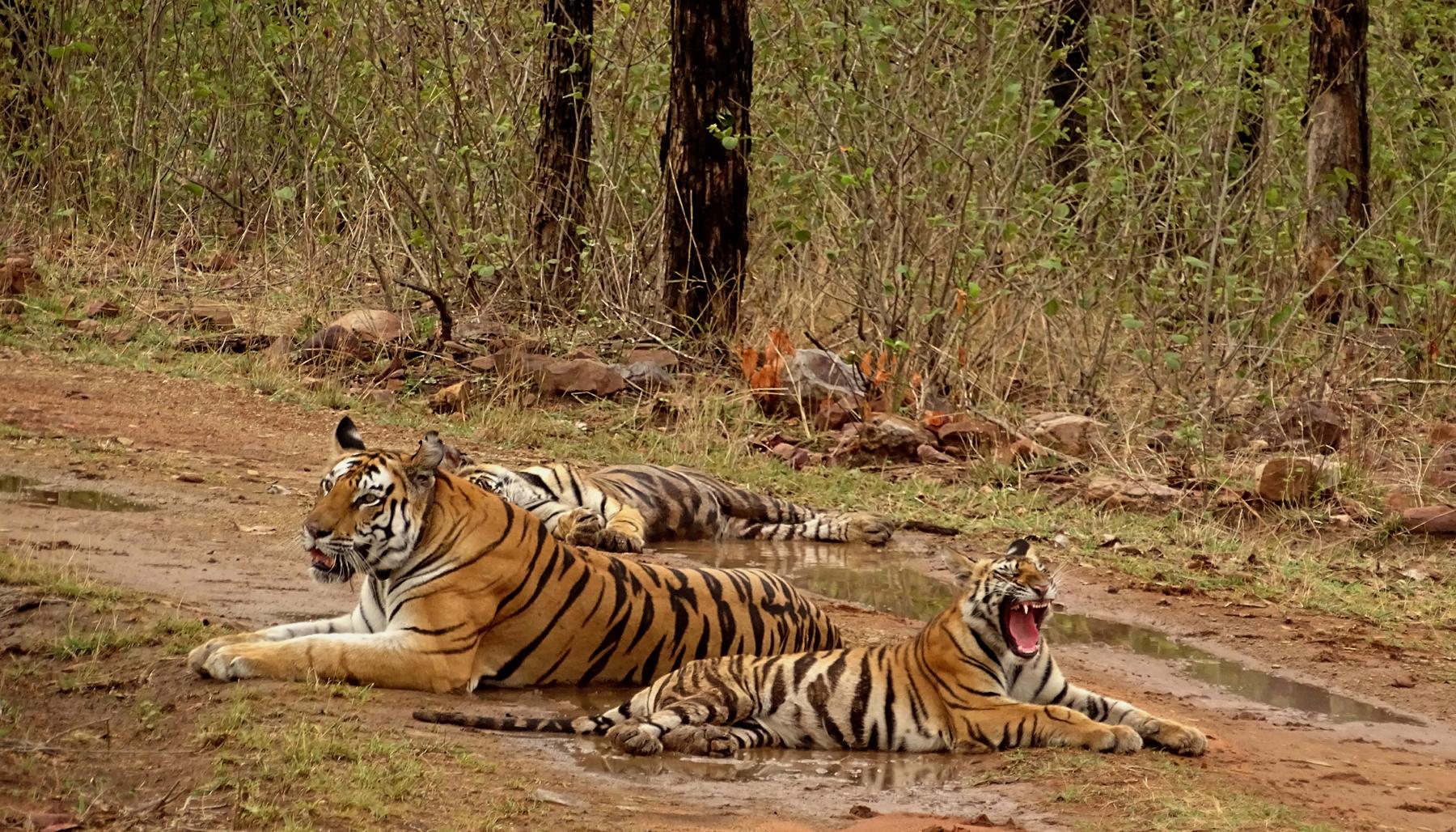 Panna National Park: A Complete Guide to Madhya Pradesh’s Tiger Reserve