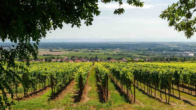 Wine Tasting Tours at Vineyards in Nashik: A Complete Guide
