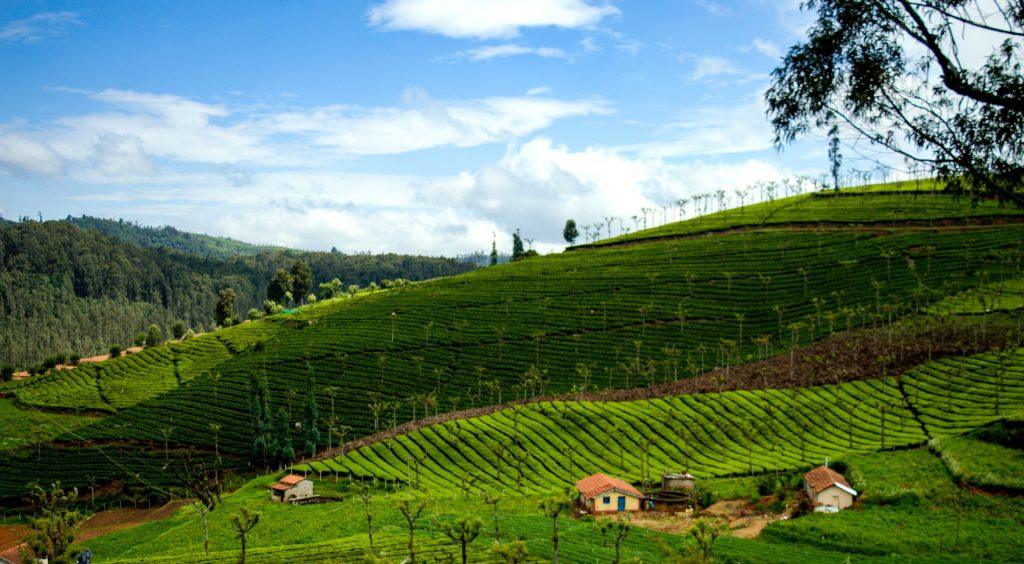 Experience A Relaxing Coonoor Stay: Enjoy Comfort in the Nilgiri Hills