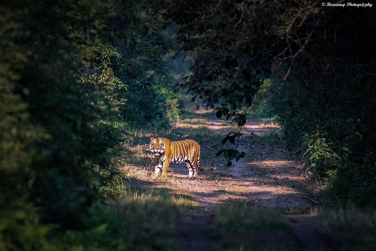 Dudhwa National Park Festival Guide 2026 | Best Time, Safari & How to Visit